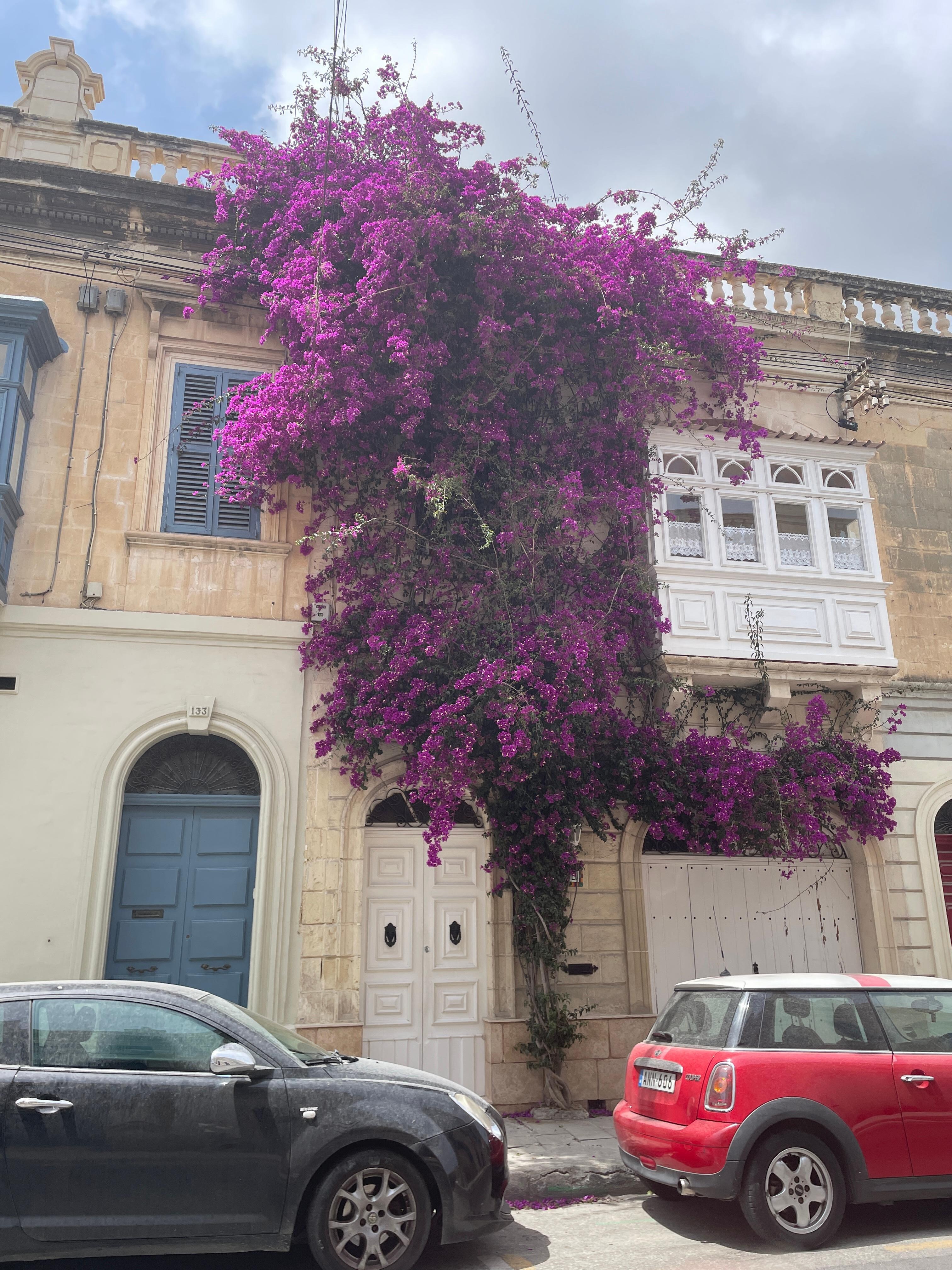 Wonderful flowers that grow up the buildings
