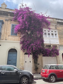 Wonderful flowers that grow up the buildings