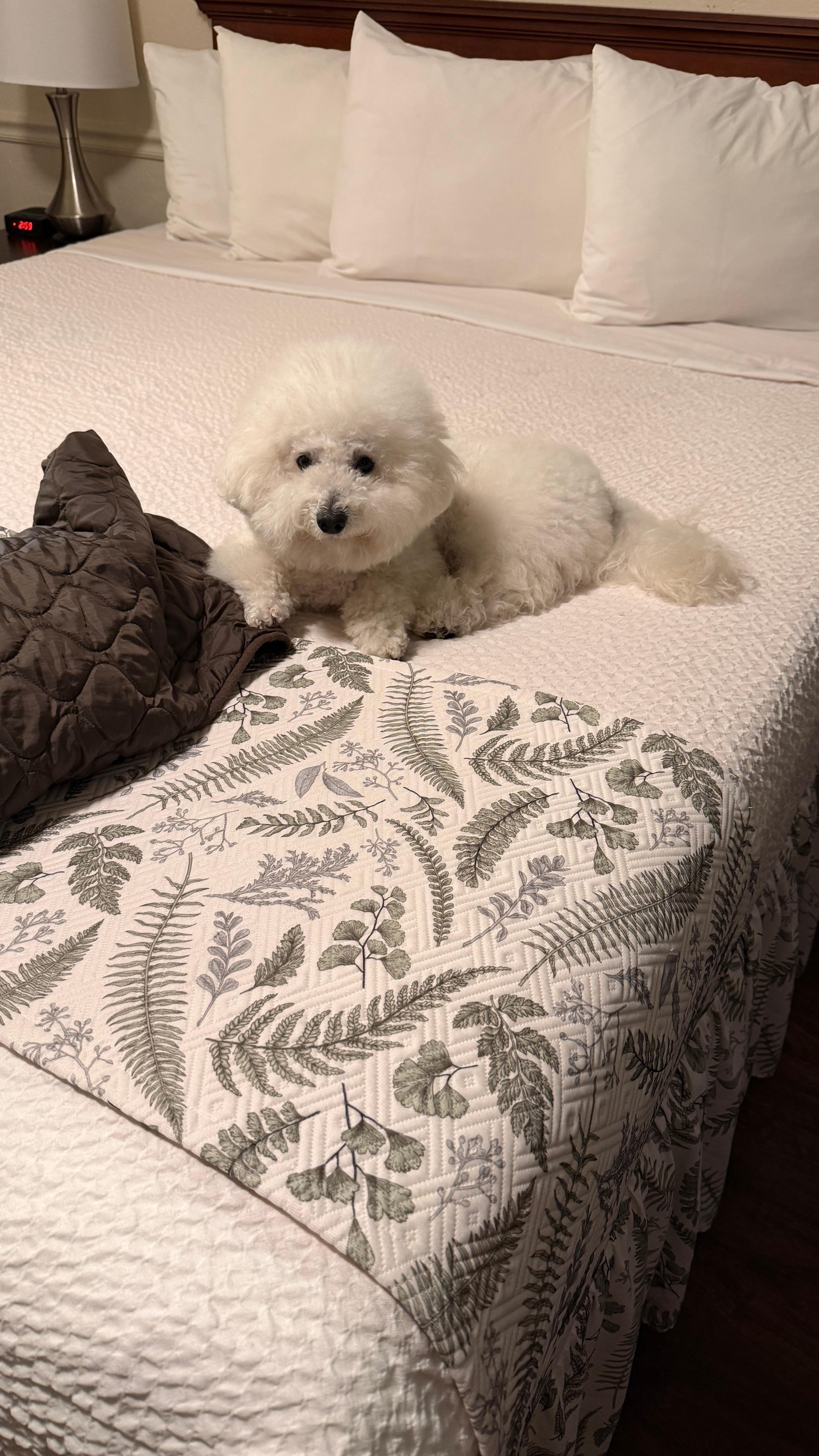 Momo loves this clean comfortable bed!