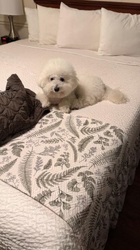 Momo loves this clean comfortable bed!