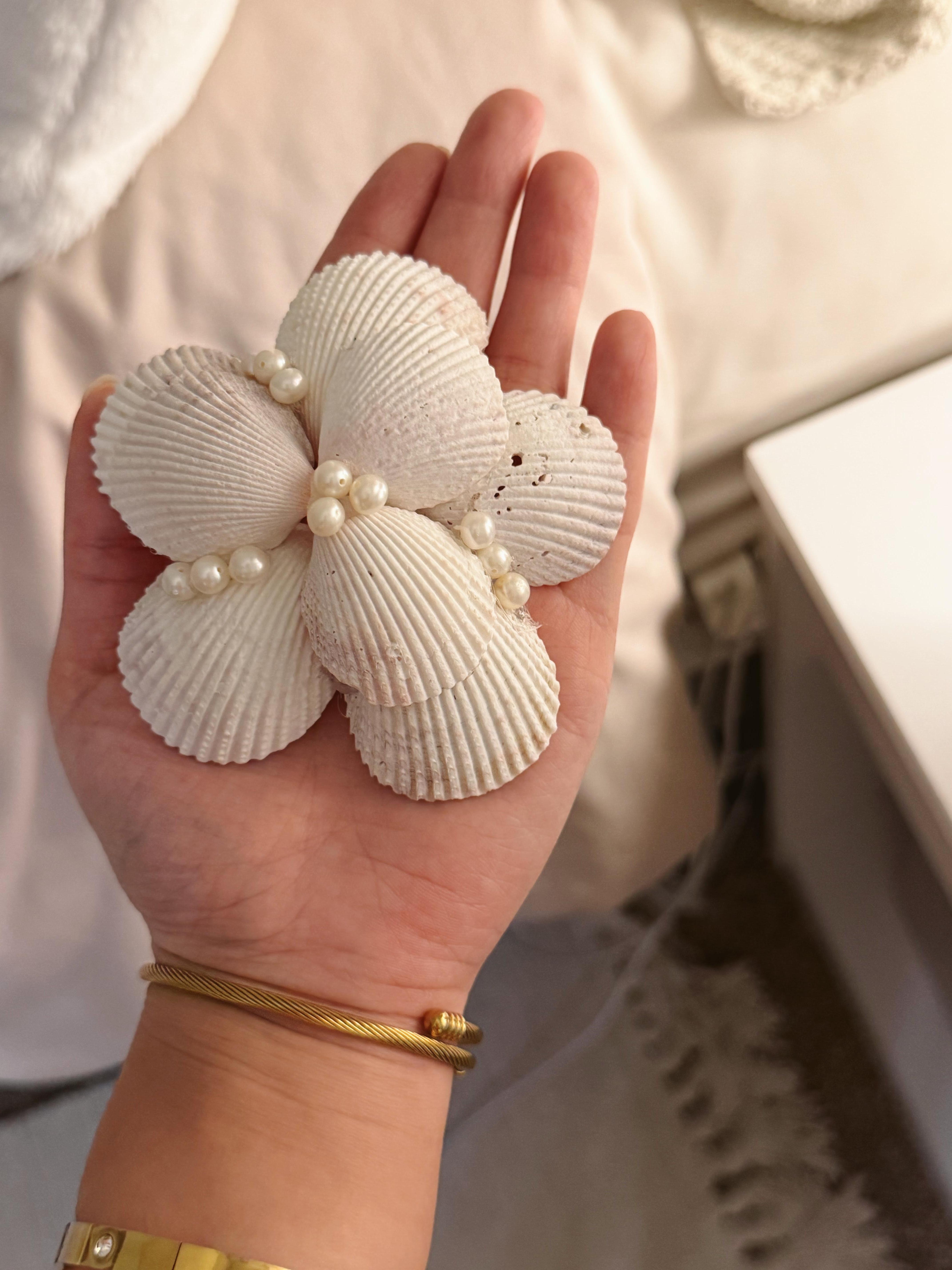 Shells from Fort De Soto