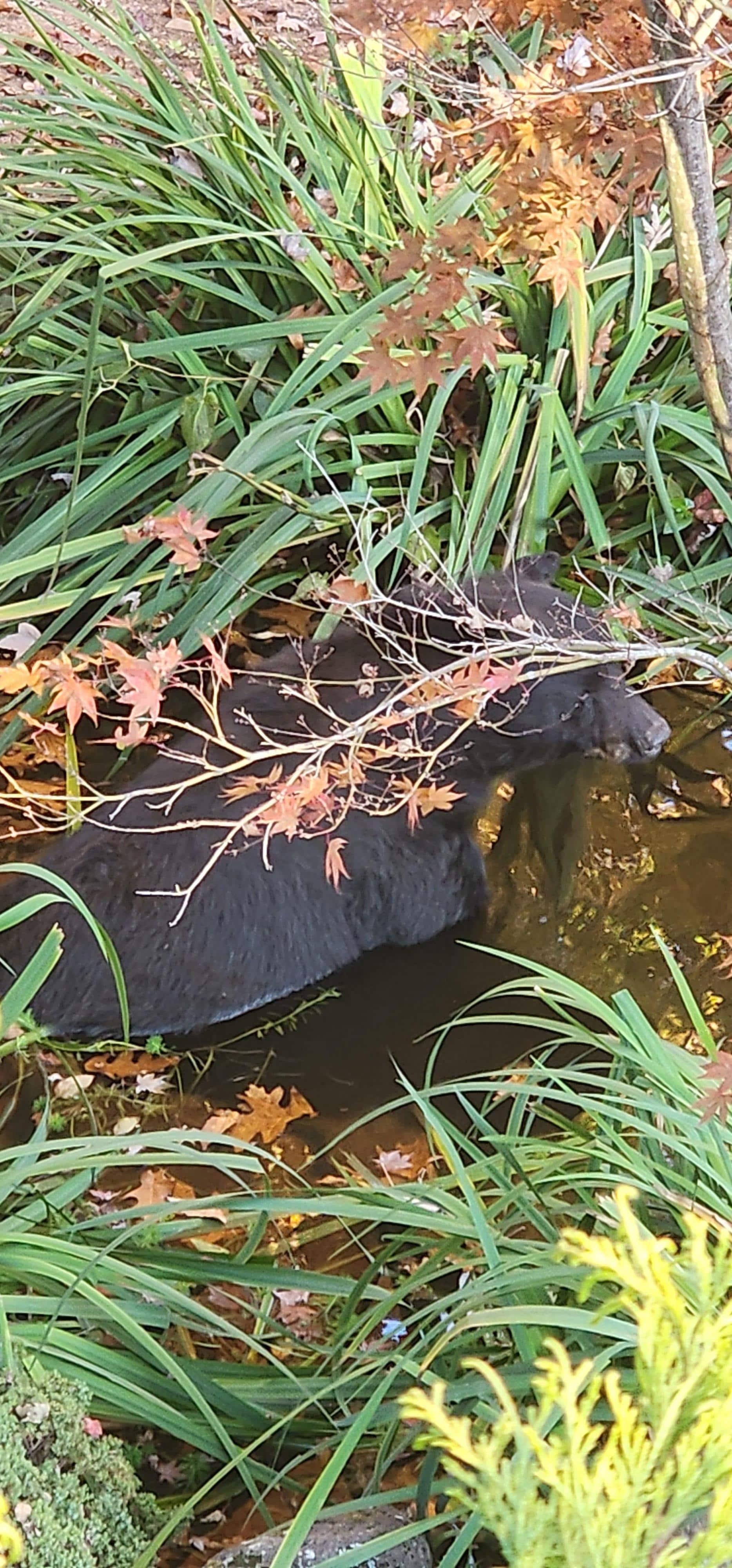 He was very friendly and didnt mind us gawking at him from the back deck. After about 30 minutes of bathing and drinking he meandered on