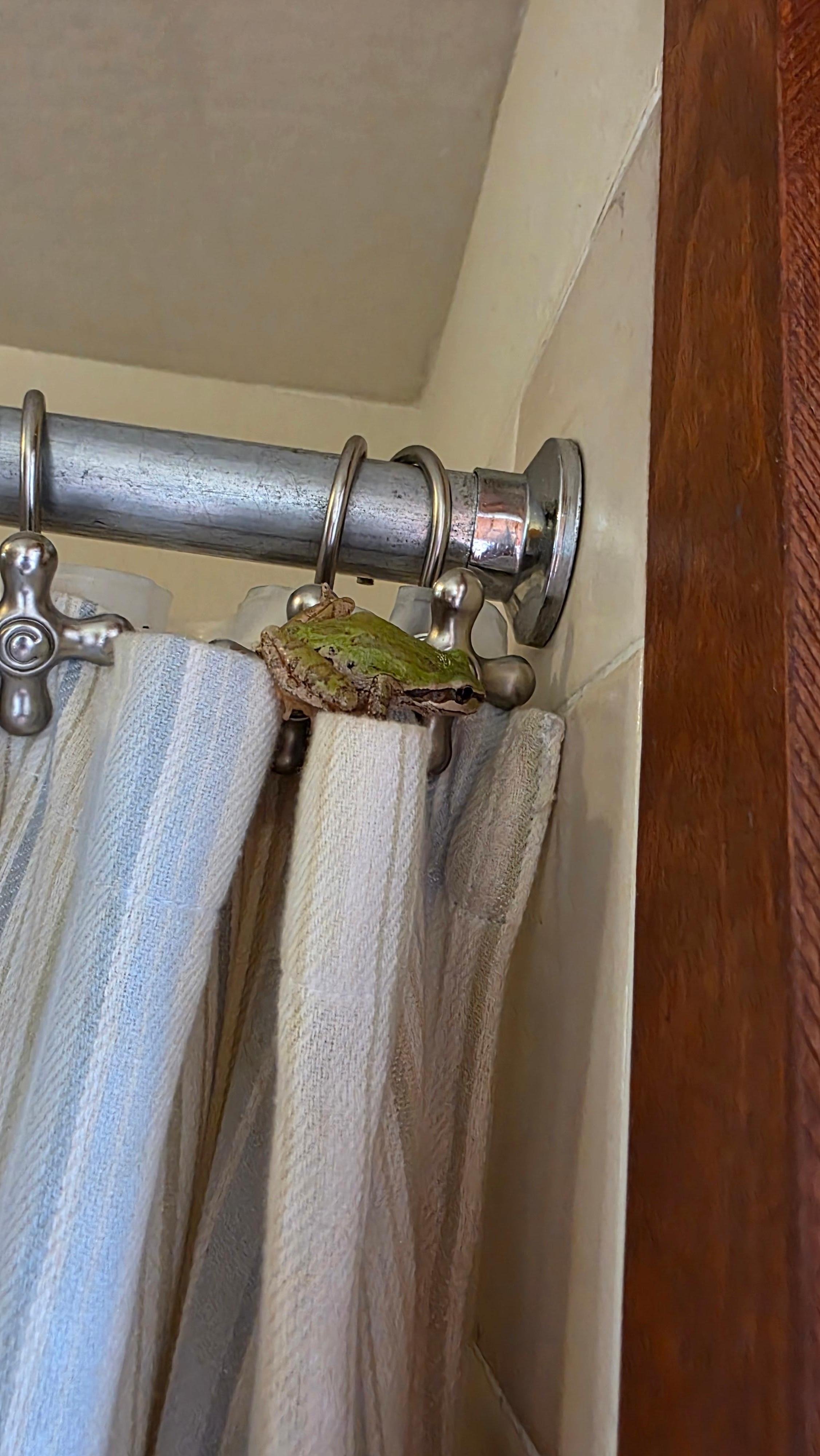 Shower frog