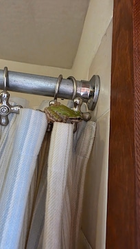 Shower frog