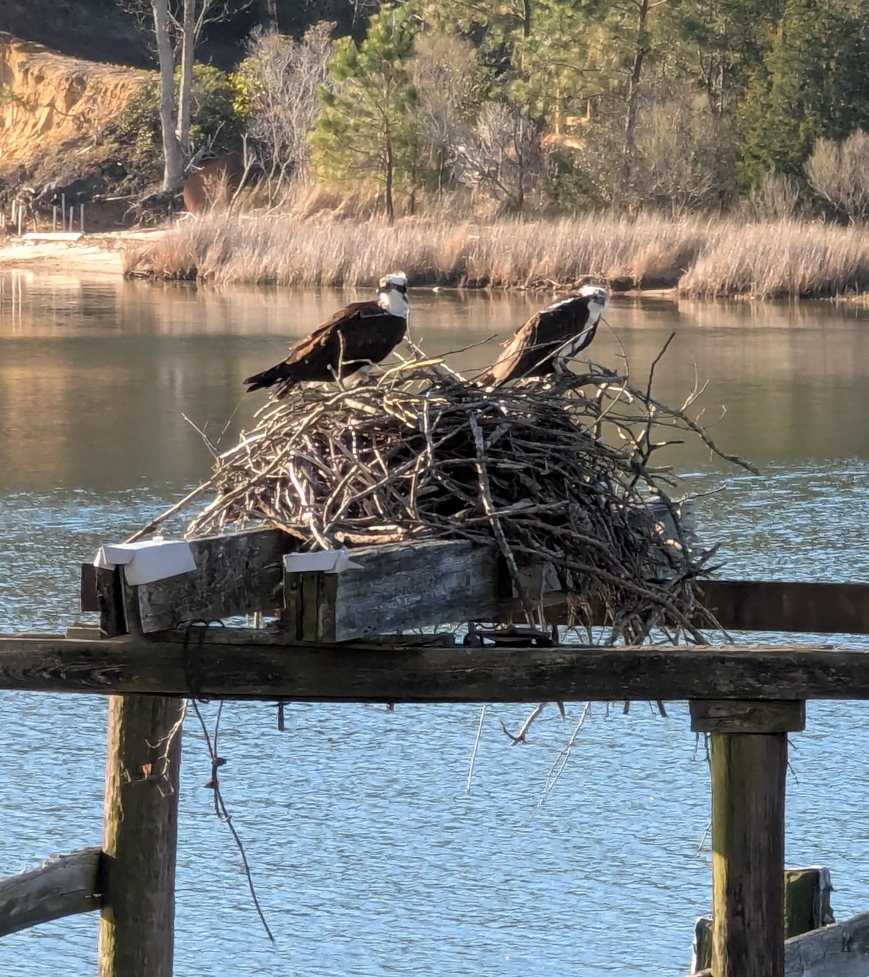 Ospreys in their nest