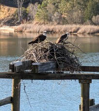 Ospreys in their nest