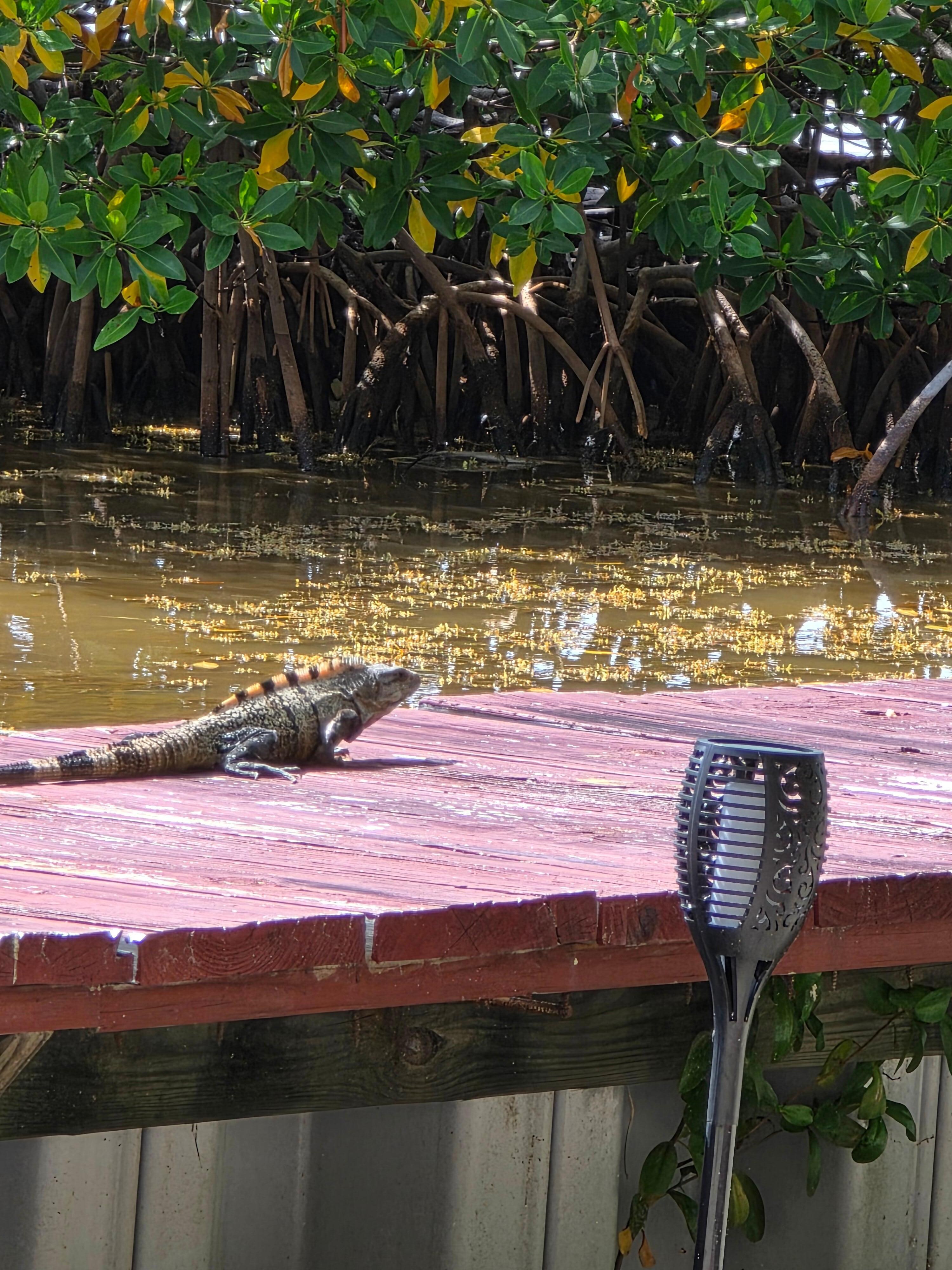 Lovely local critters