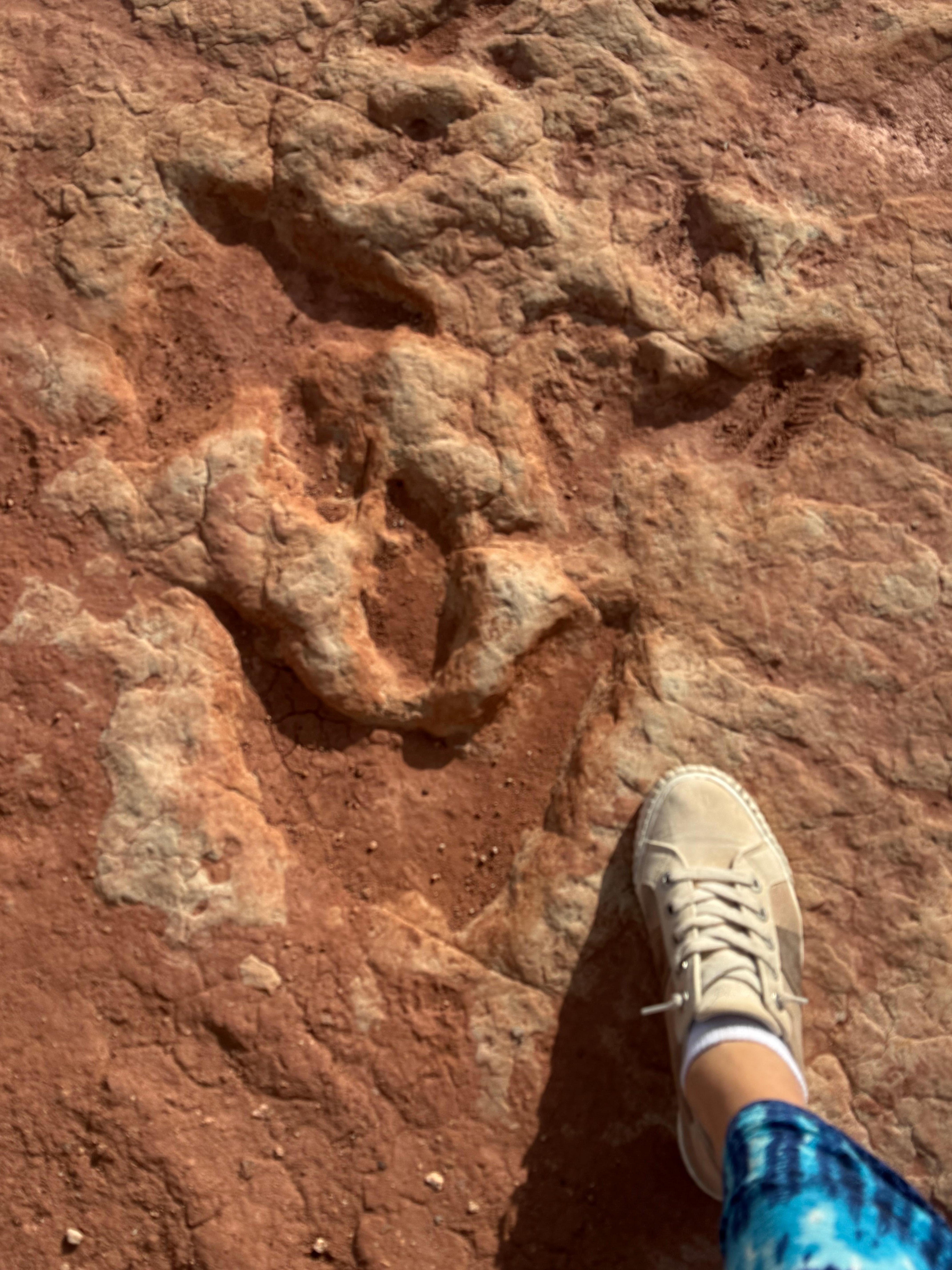 Dino tracks nearby 