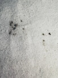 First 3 photos are mold. I think.