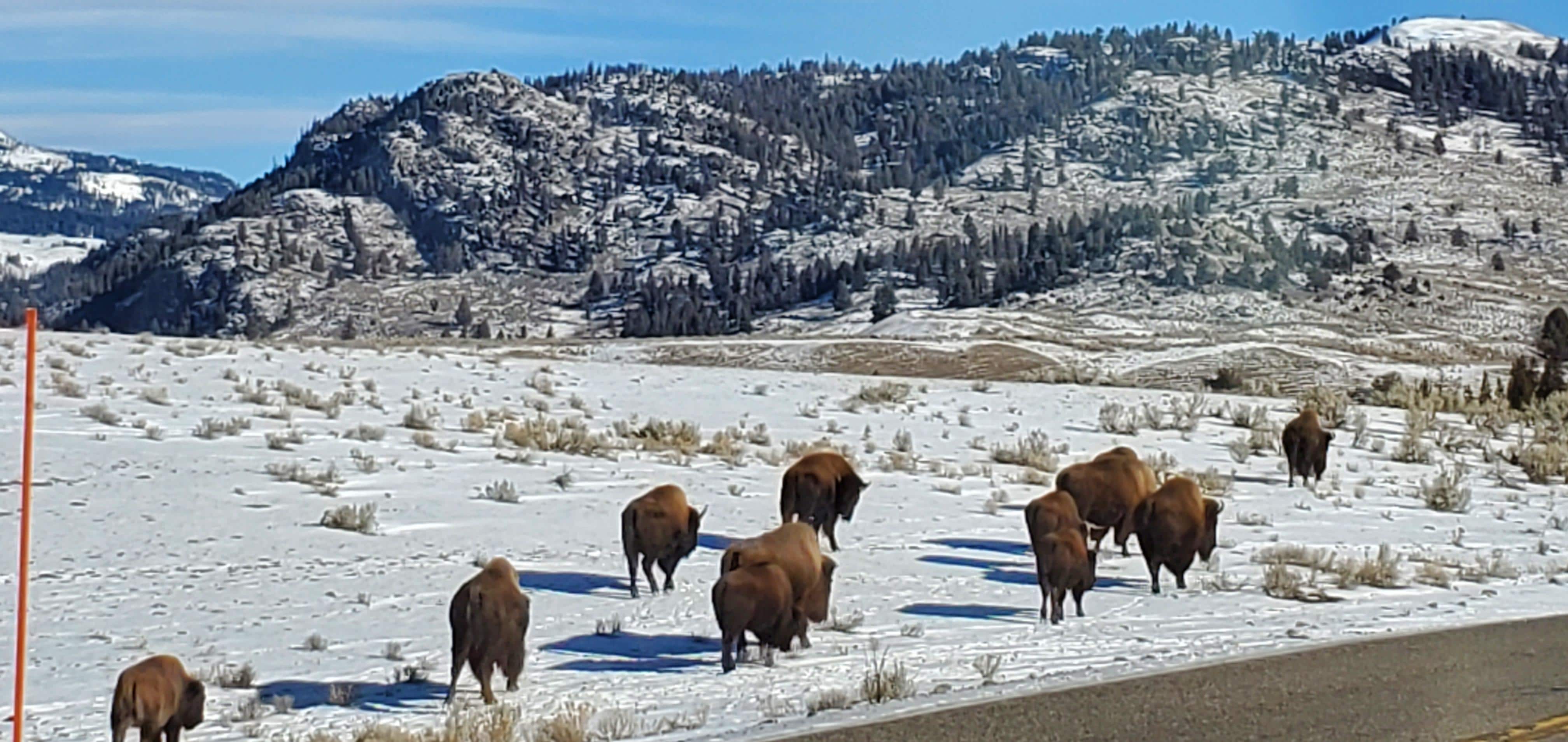 Yellowstone roadside bison 