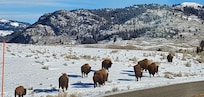 Yellowstone roadside bison
