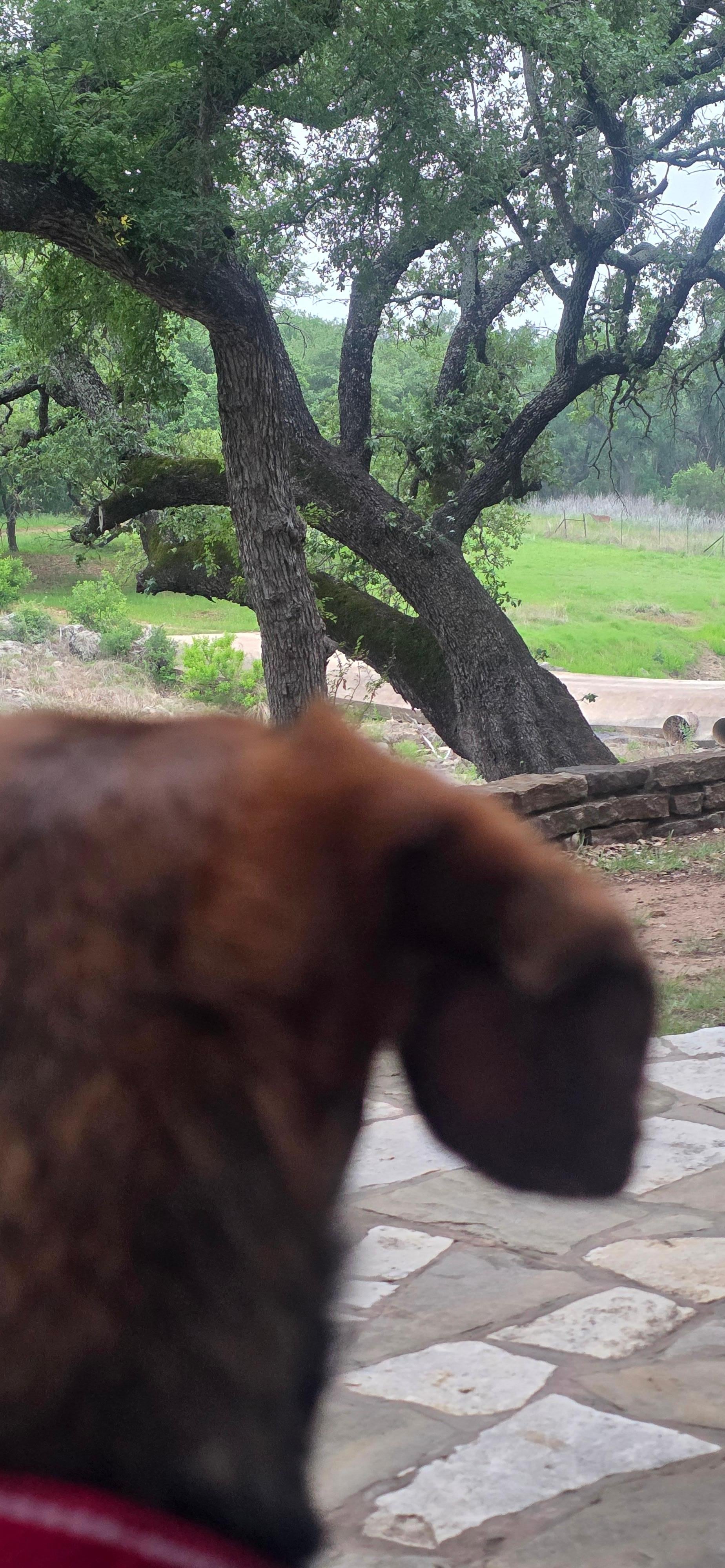 Watching wildlife from the porch