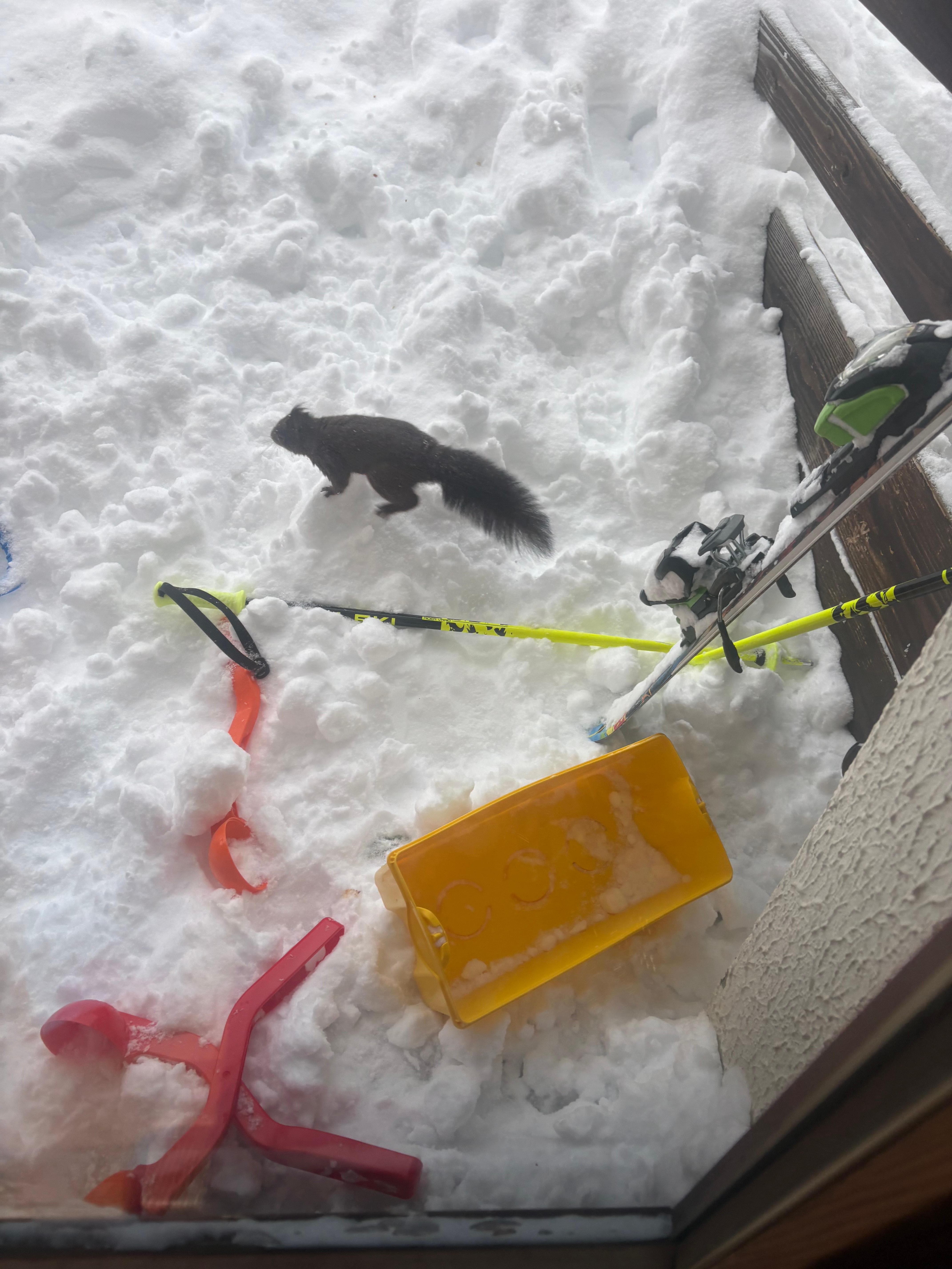 A squirl are boys were in love 