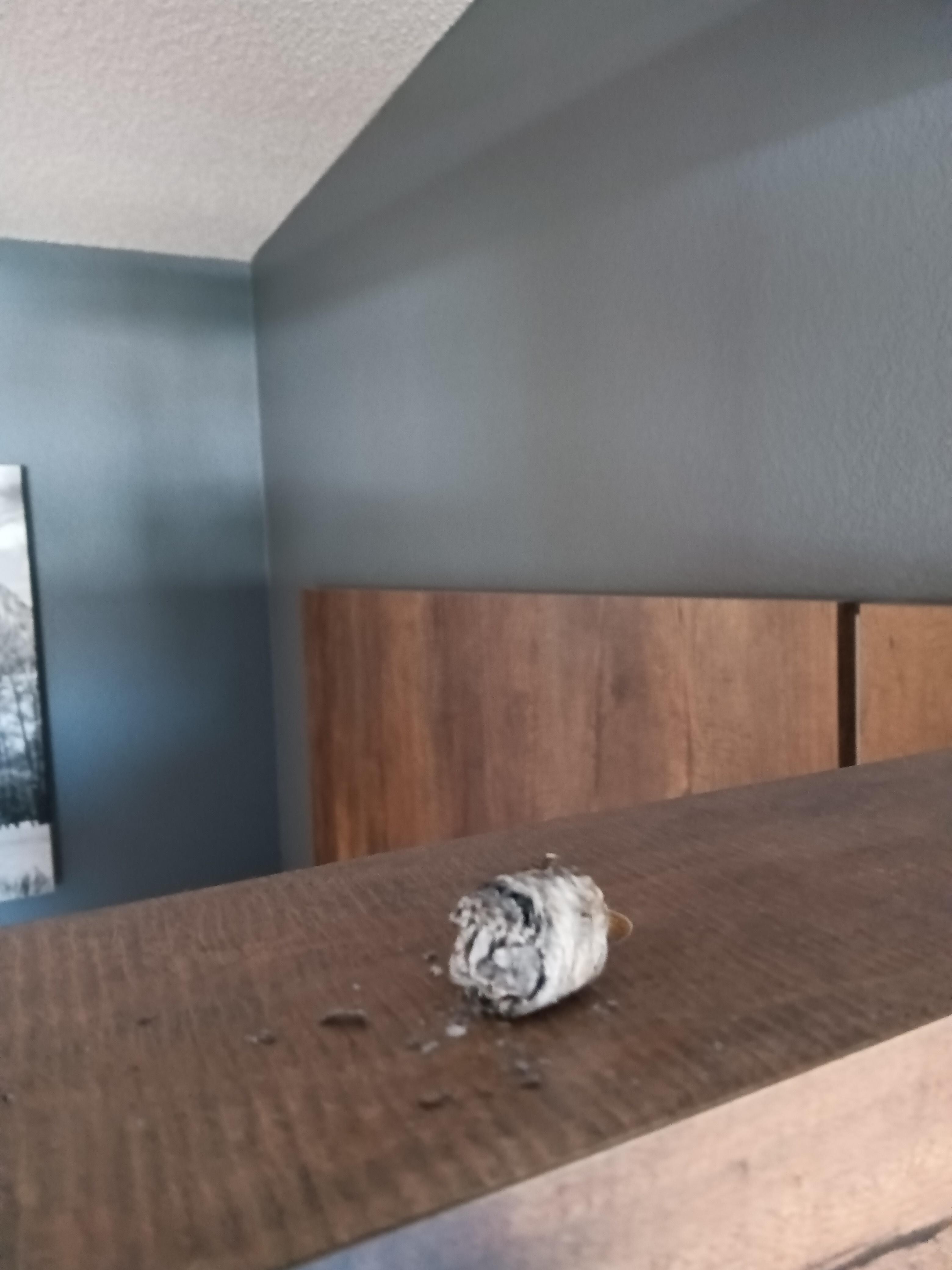 Cigar ash between the beds