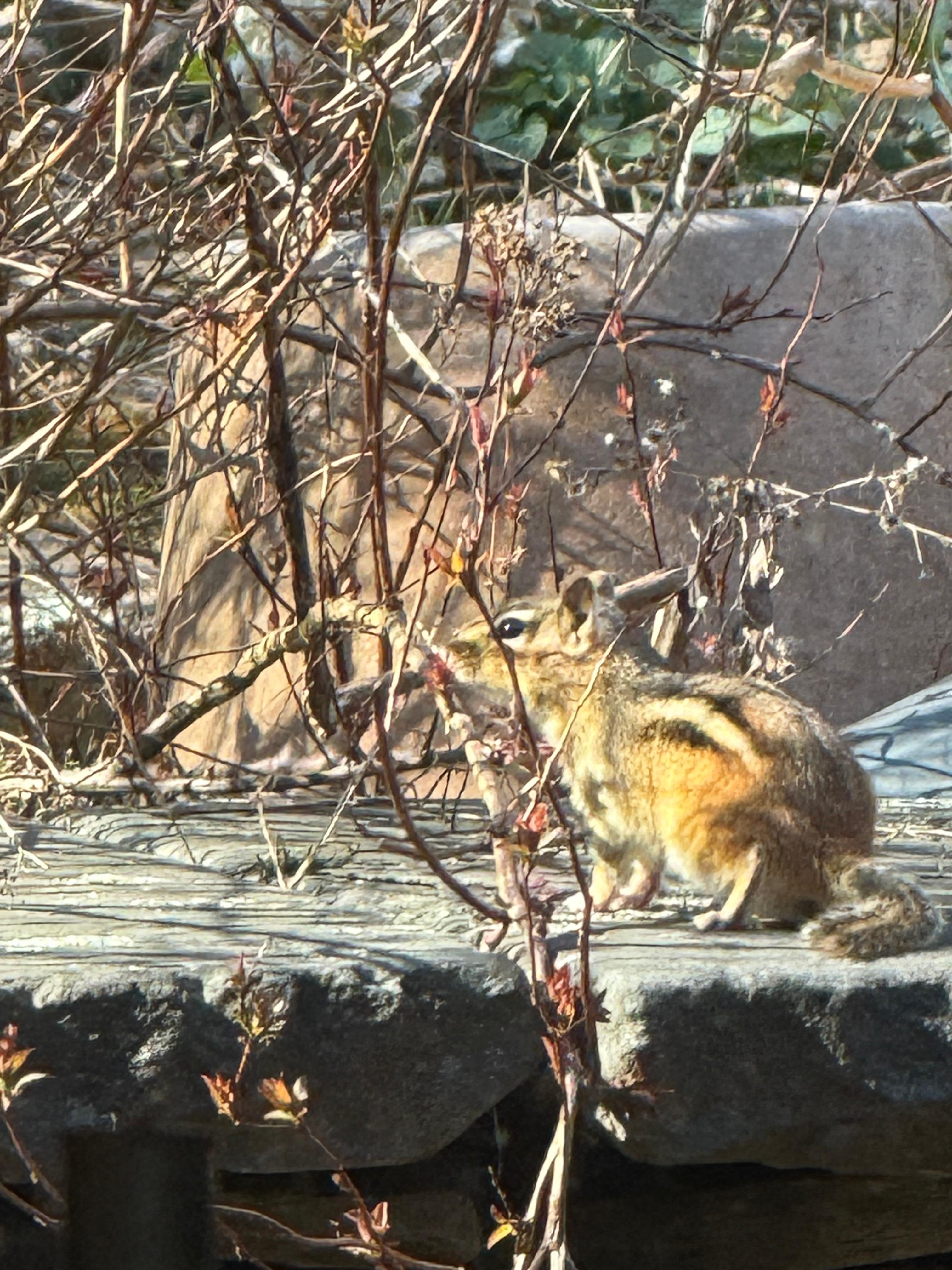 A little visitor