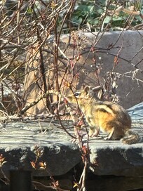 A little visitor
