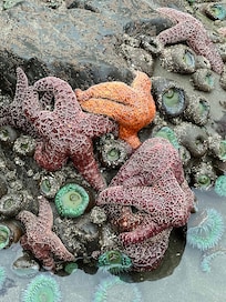 Endert Beach tide pool in Crescent City . So cool but find out when low tide is.