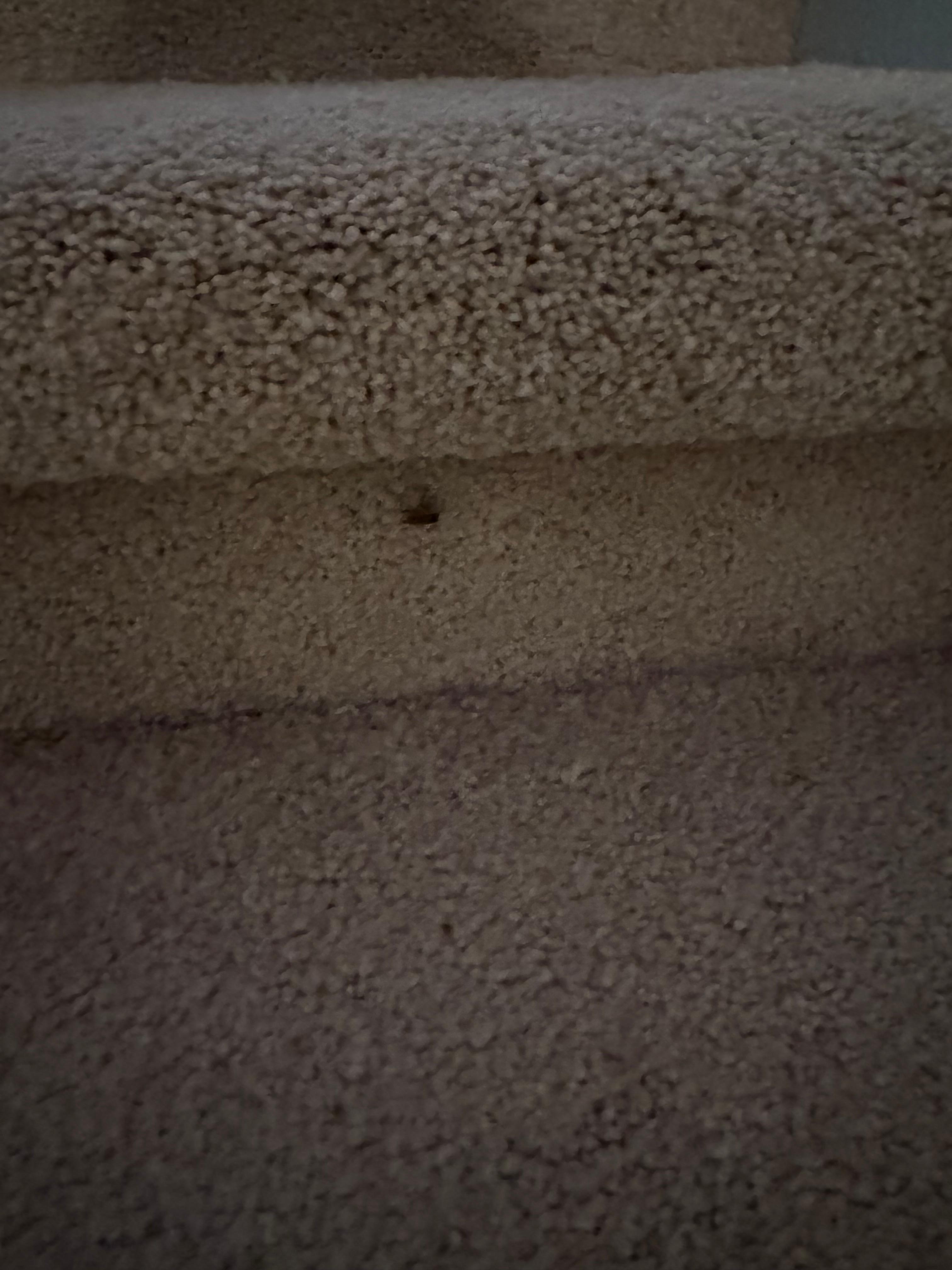 Dead bug on the stairs 