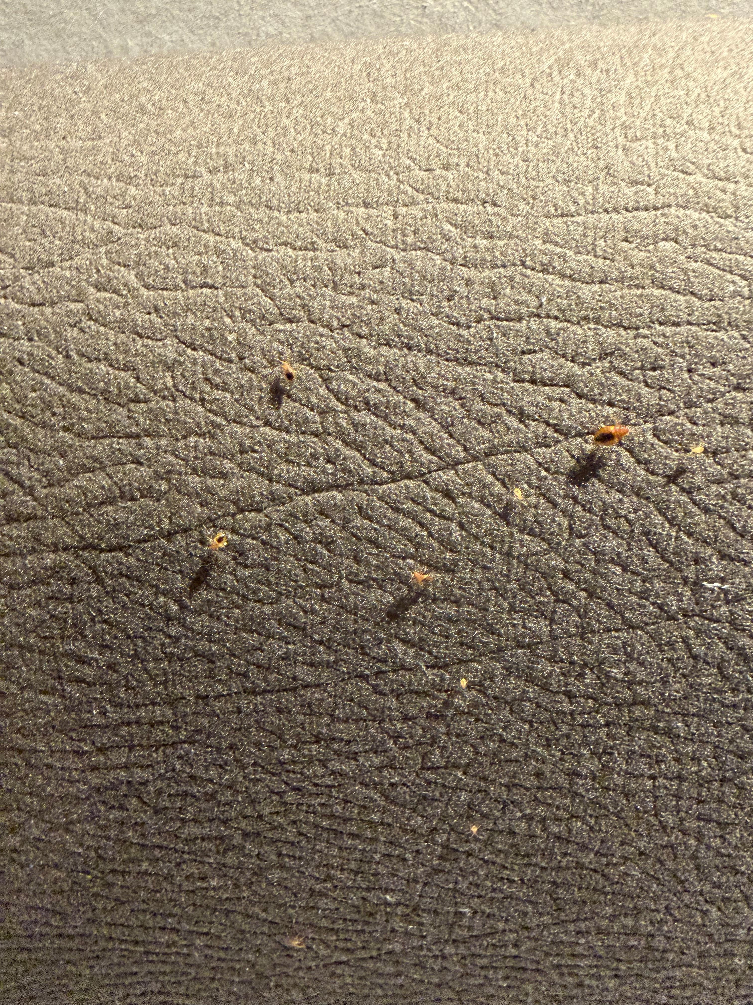 Bed bugs in my bed