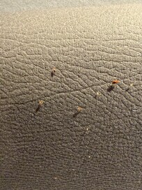 Bed bugs in my bed