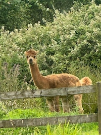One of the lovely neighbors