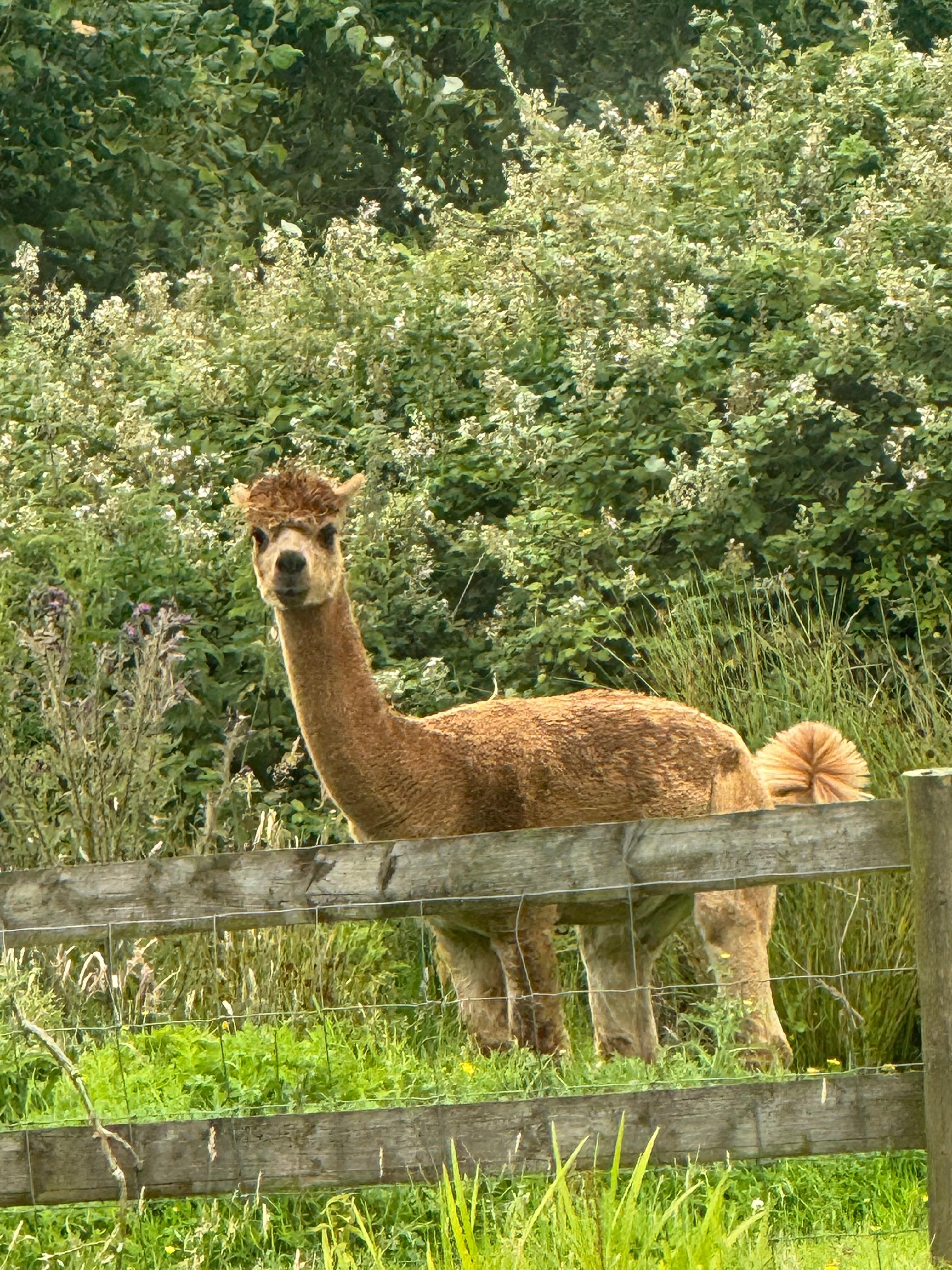 One of the lovely neighbors