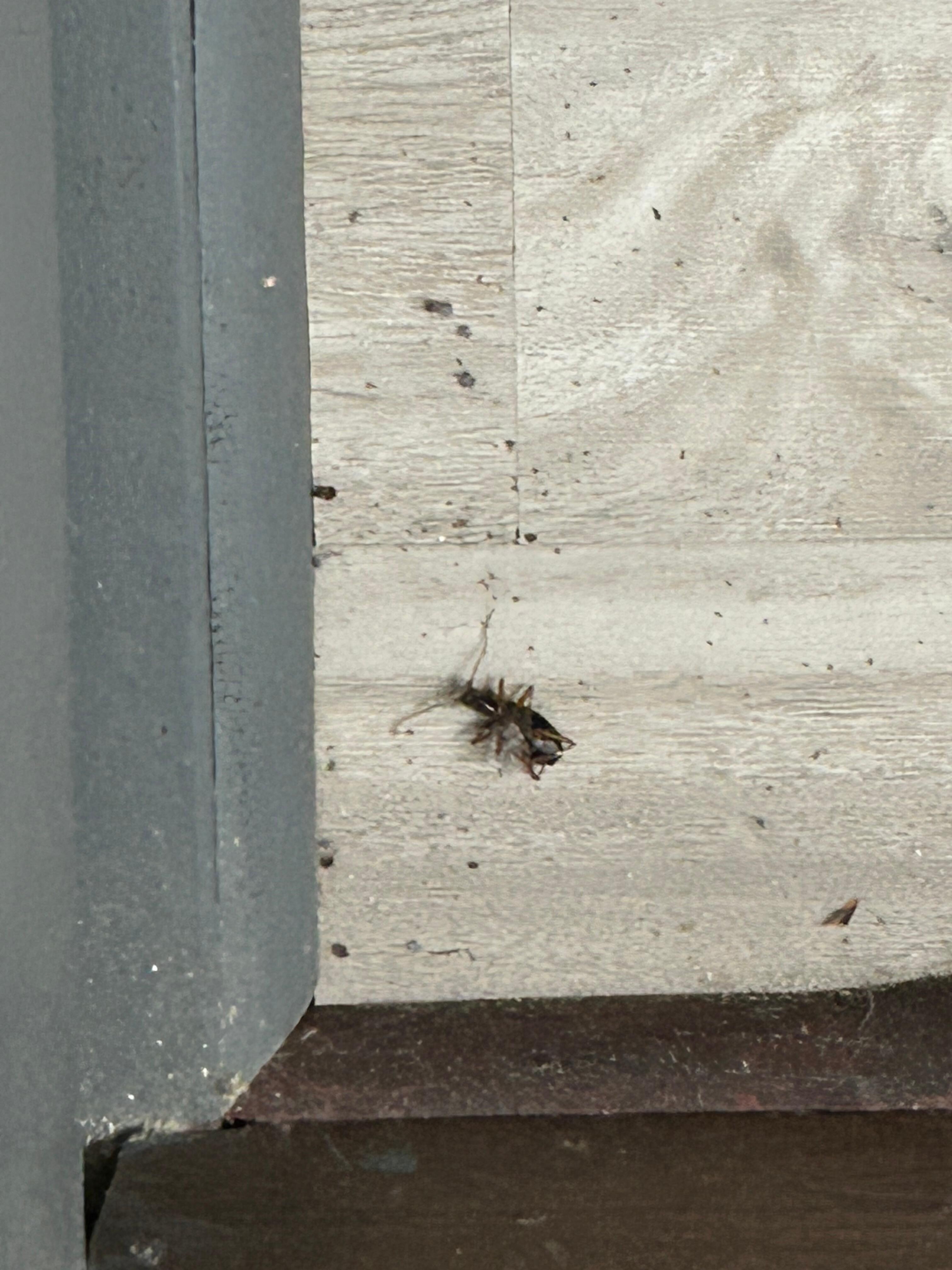 Dead bugs on floor upon arrival means room not swept between guests.