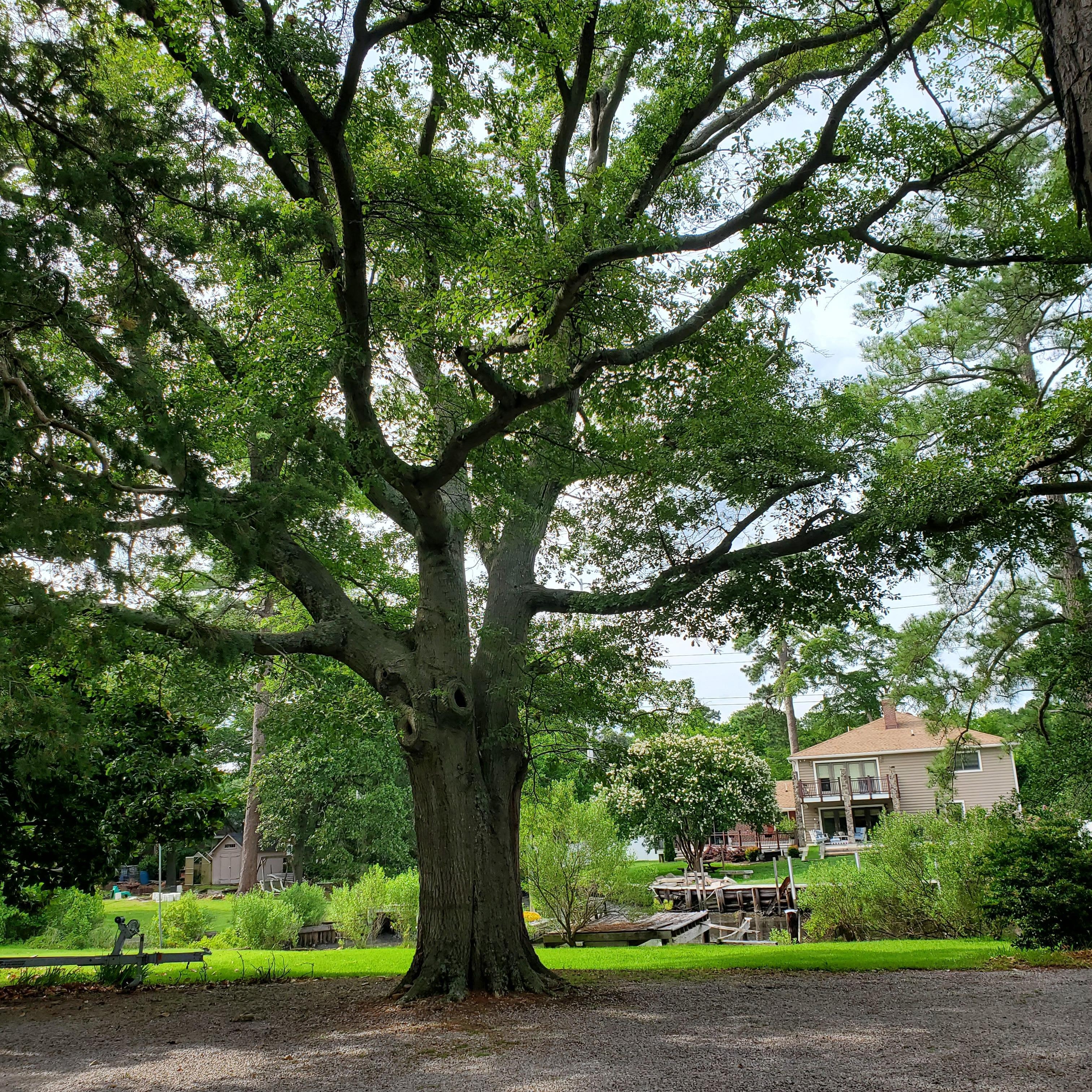 From the front yard, side driveway with this beautiful oak tree!
