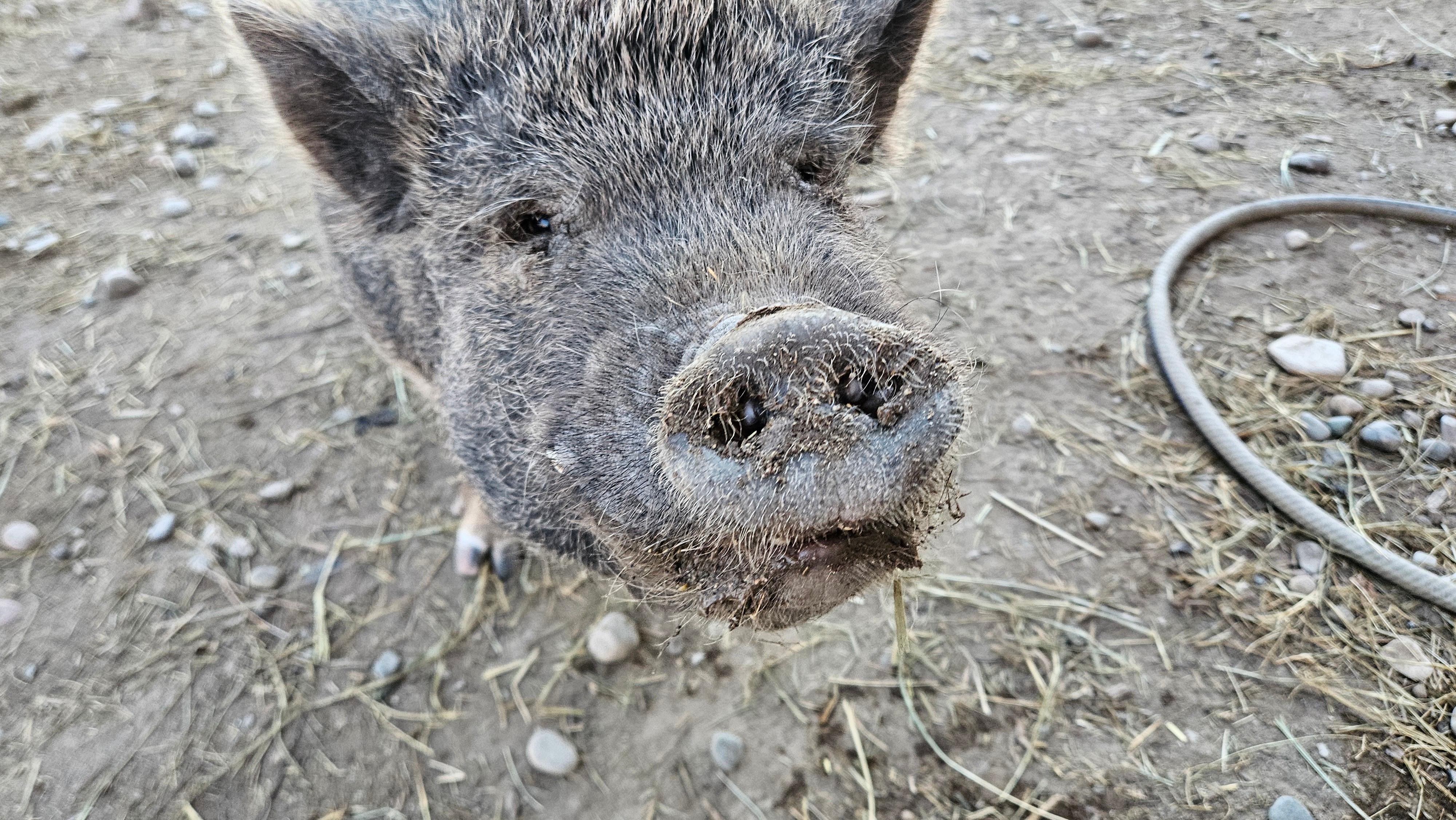 Several pigs were very friendy and not too pushy.