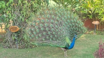 Natureza