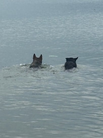 Pups having fun.