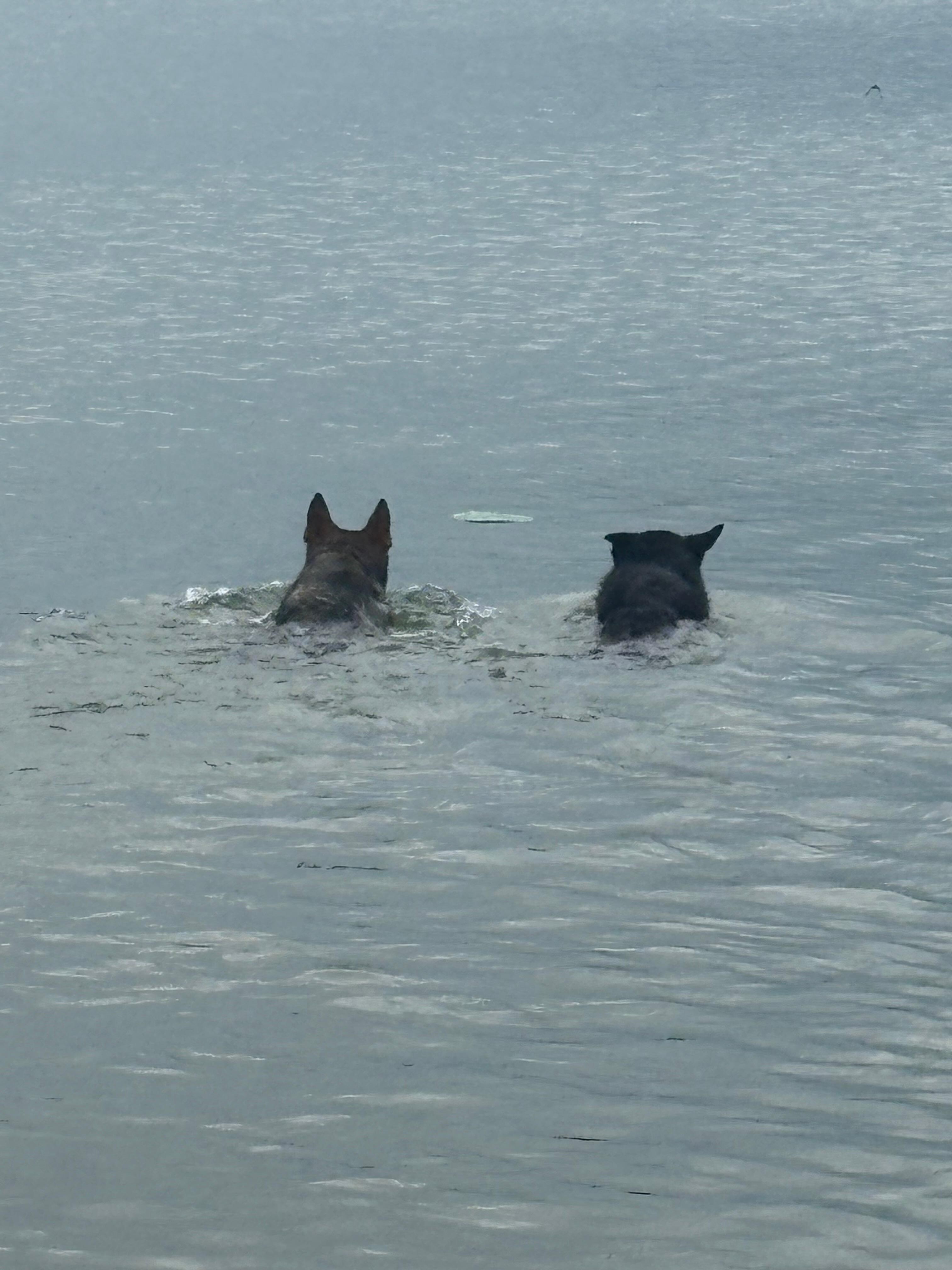 Pups having fun.