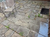 Weeds everywhere