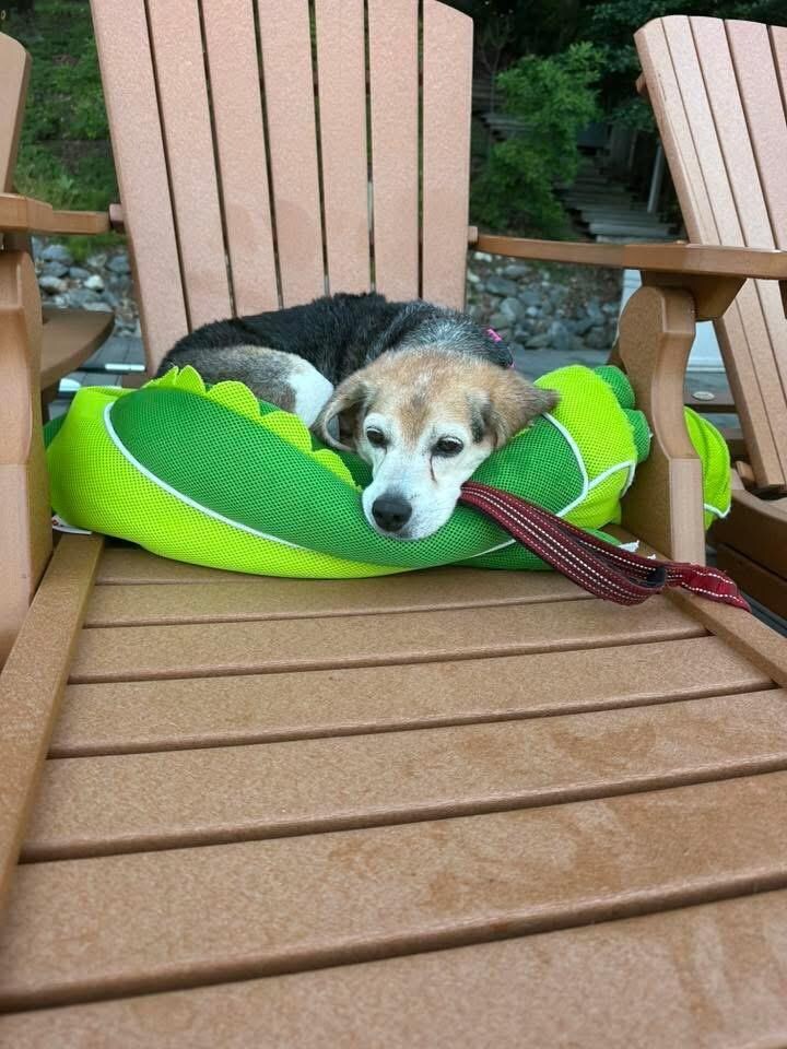dog friendly