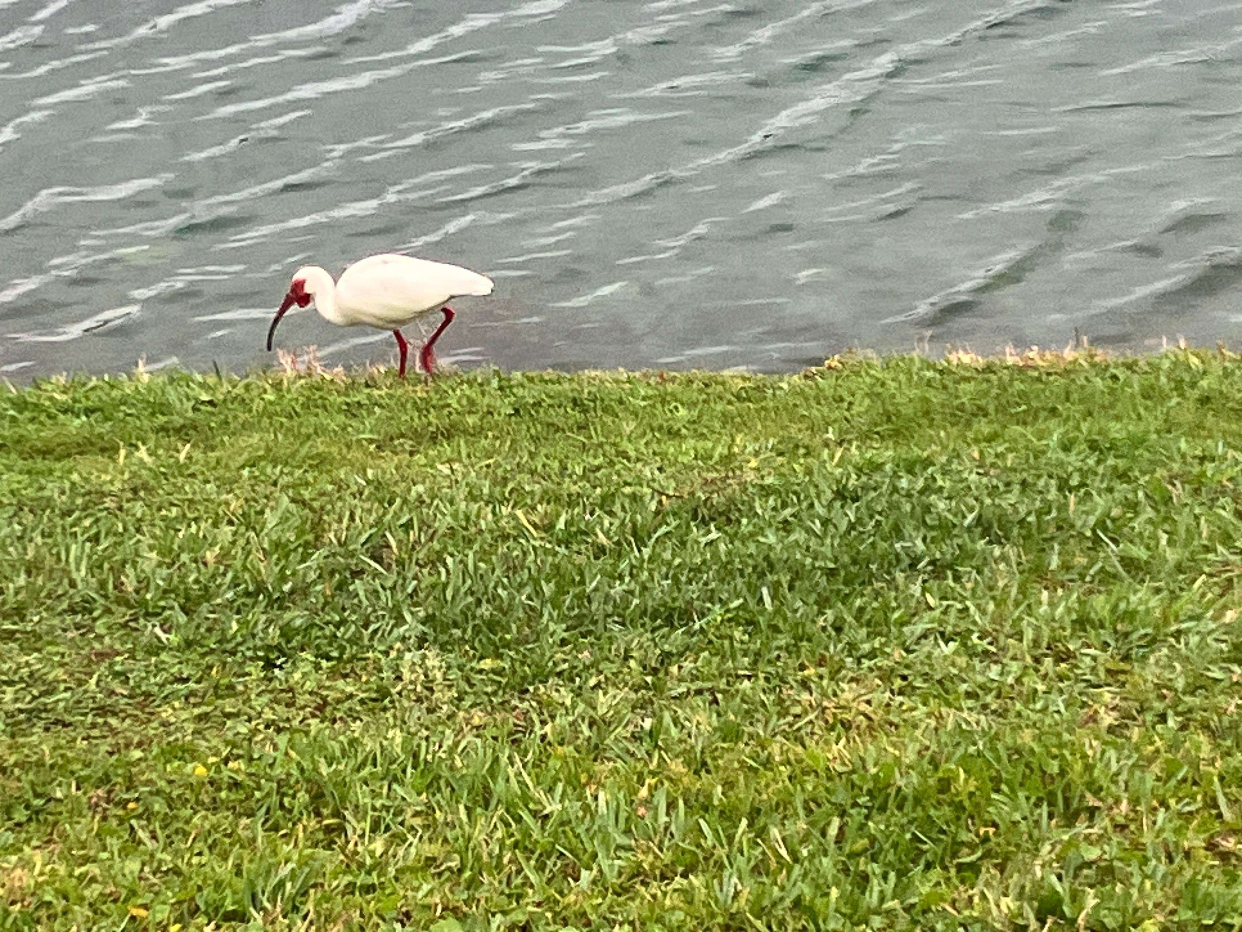 Some birds we met during our walk— an ibis. 