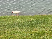 Some birds we met during our walk— an ibis.