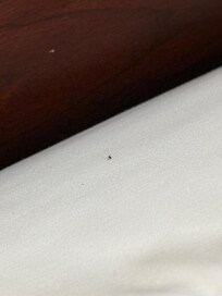On the bed - not really bed bug but still