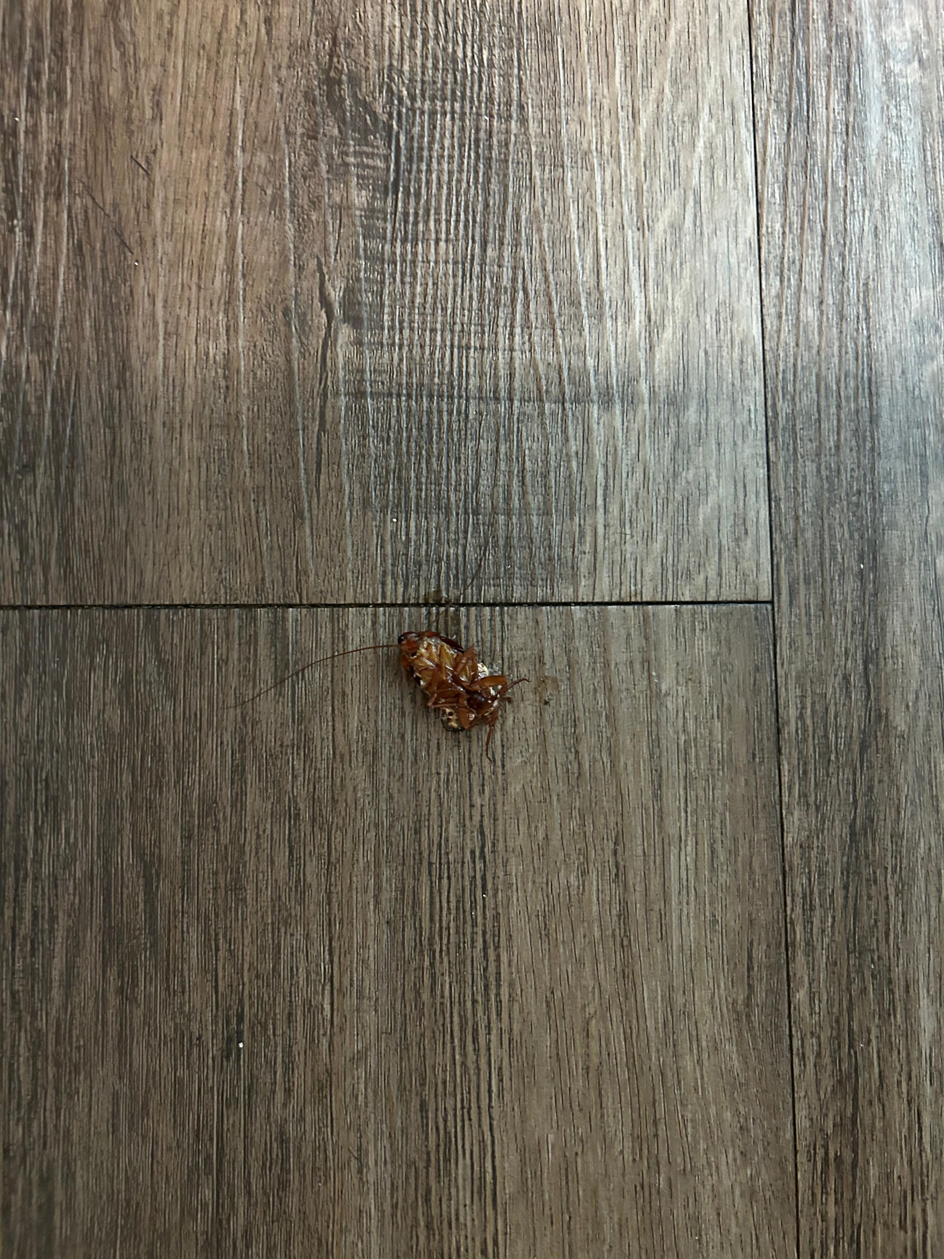 Cockroach 