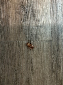 Cockroach