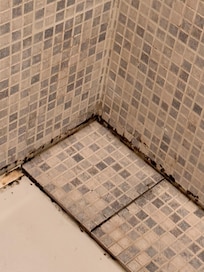 Mold all over shower and walls