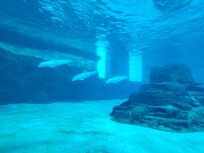 Clearwater Aquarium.