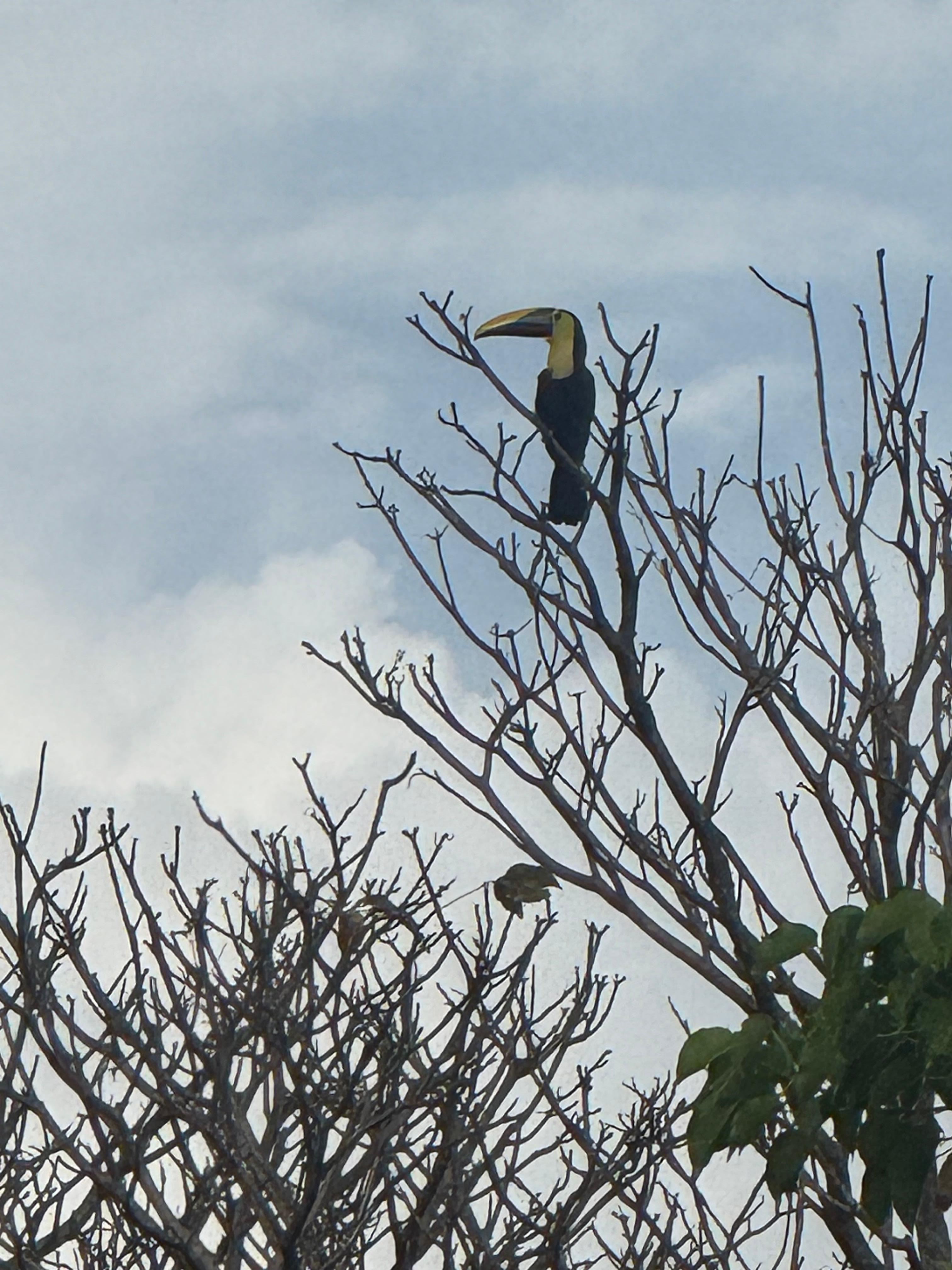 Toucan from balcony