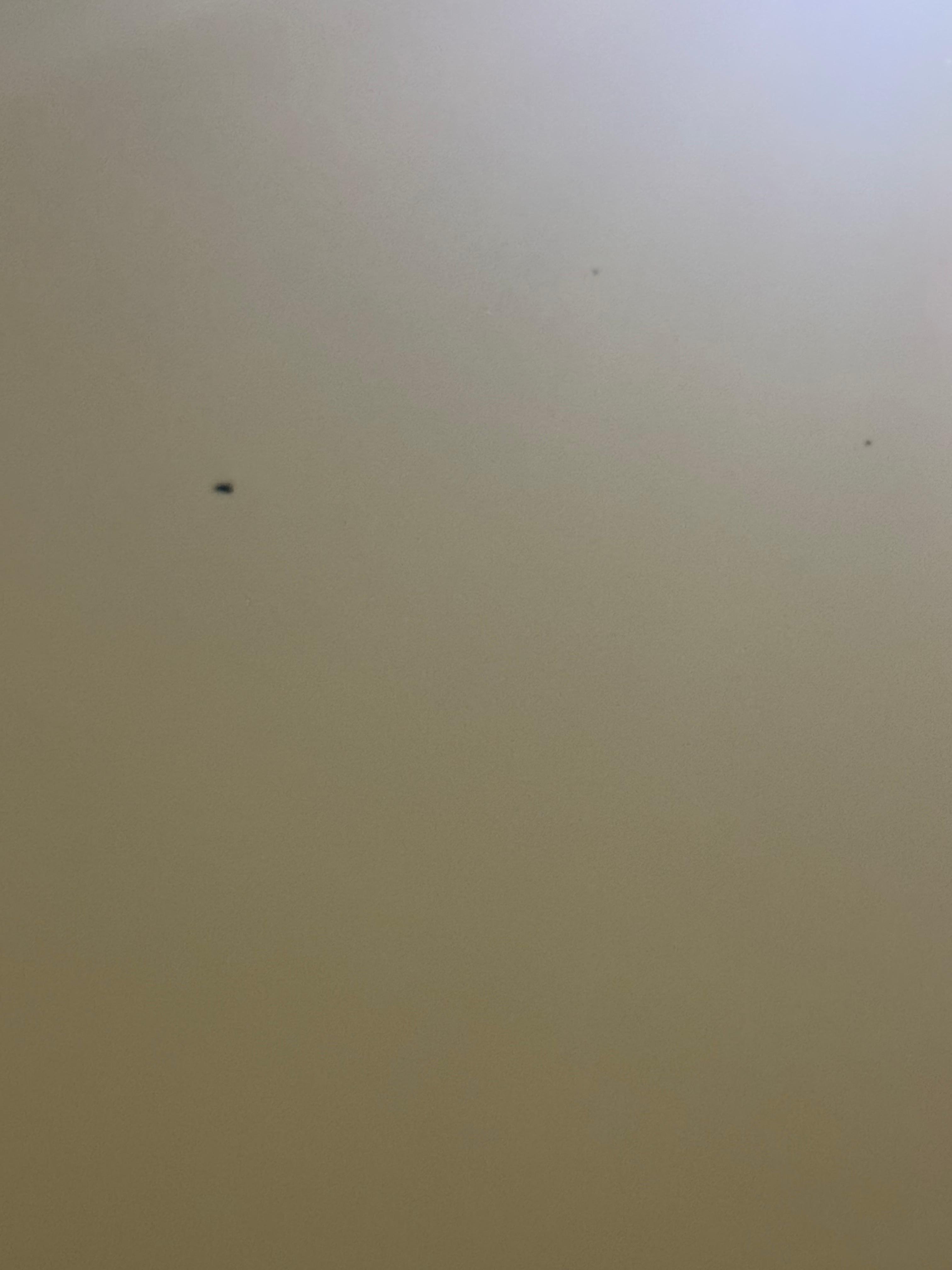Flying insects and mosquitoes on our walls and ceiling 