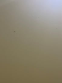 Flying insects and mosquitoes on our walls and ceiling