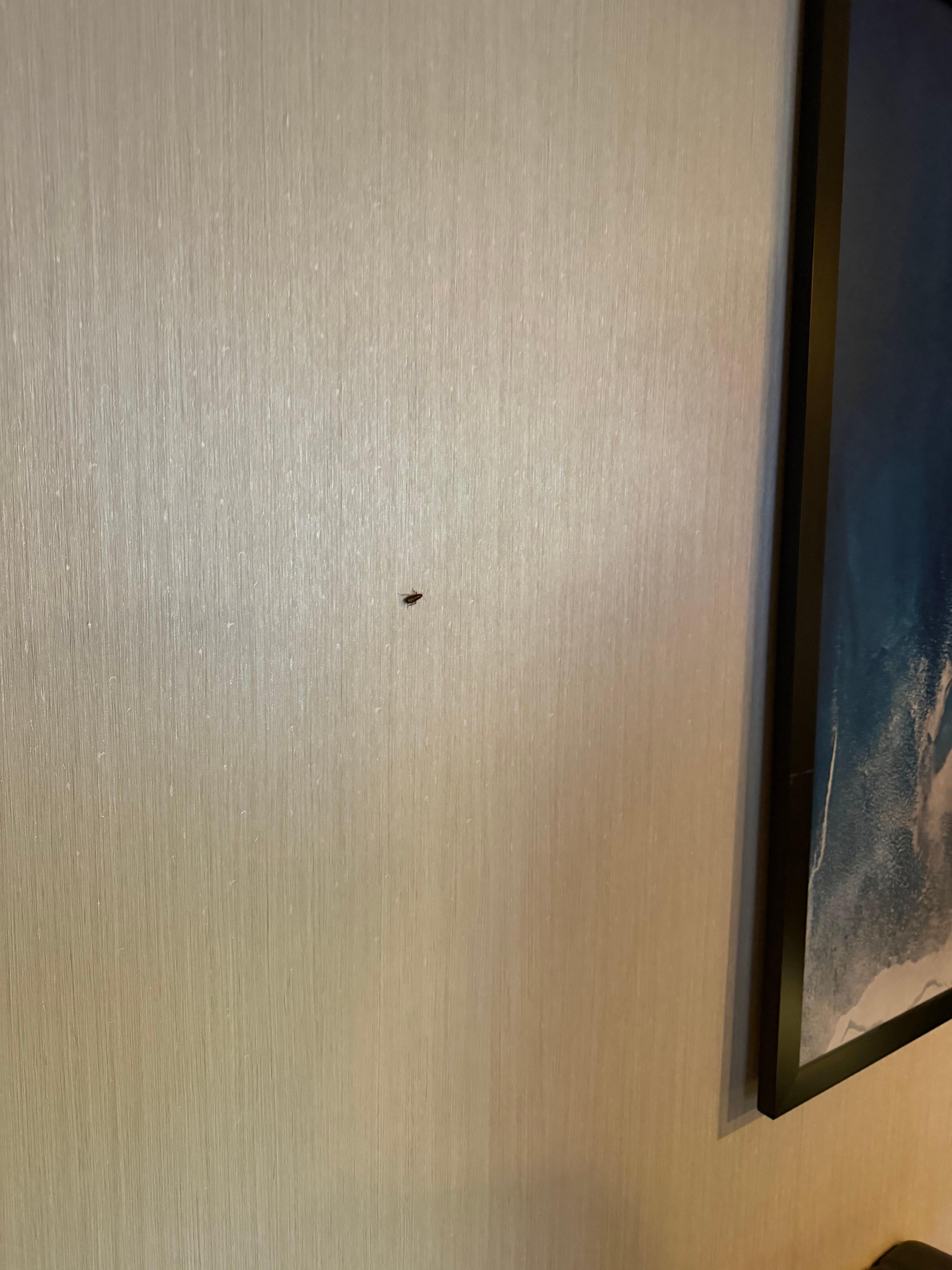 Roach on our room wall
