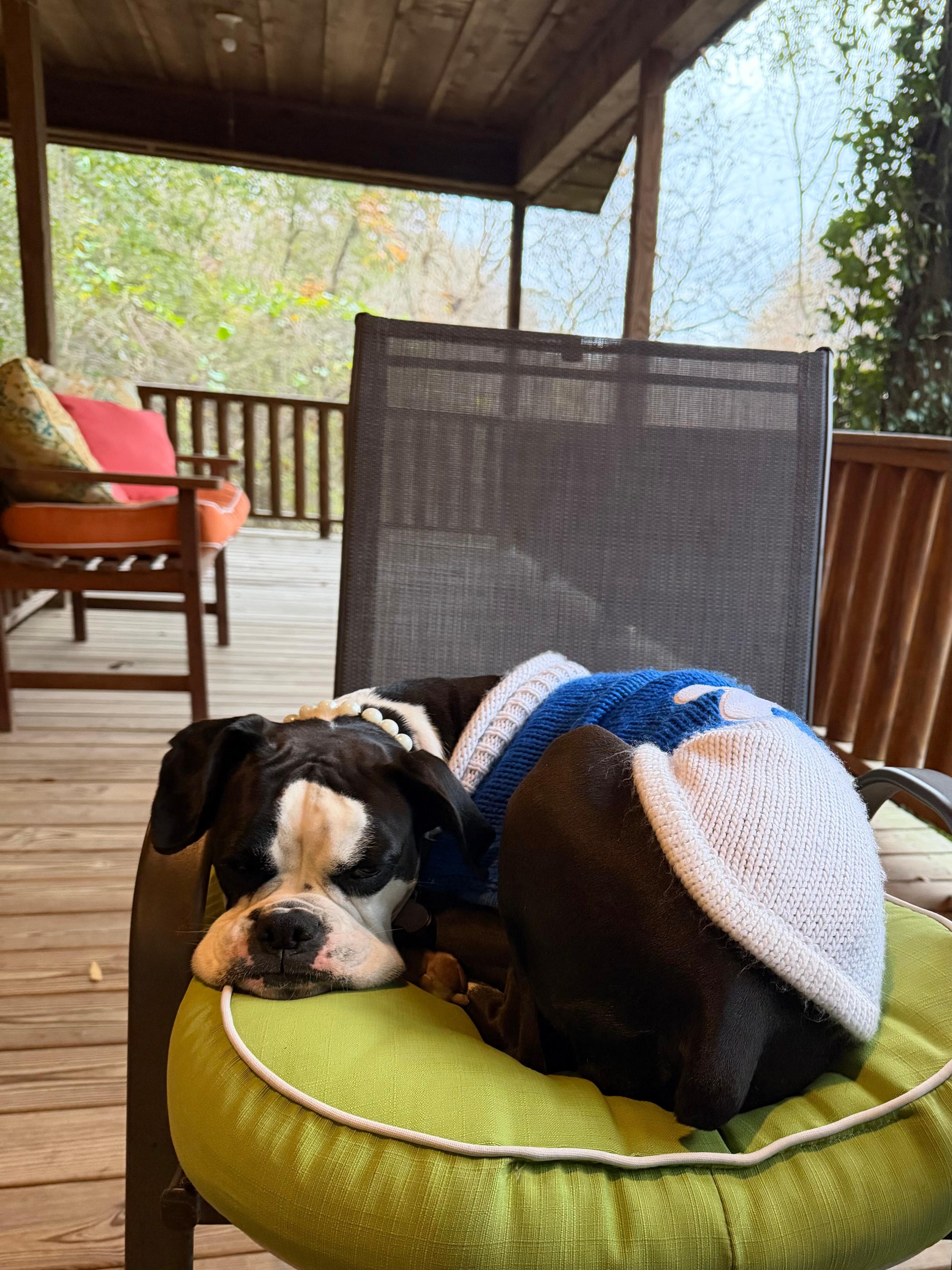 Sweet Molly relaxing on the porch. 