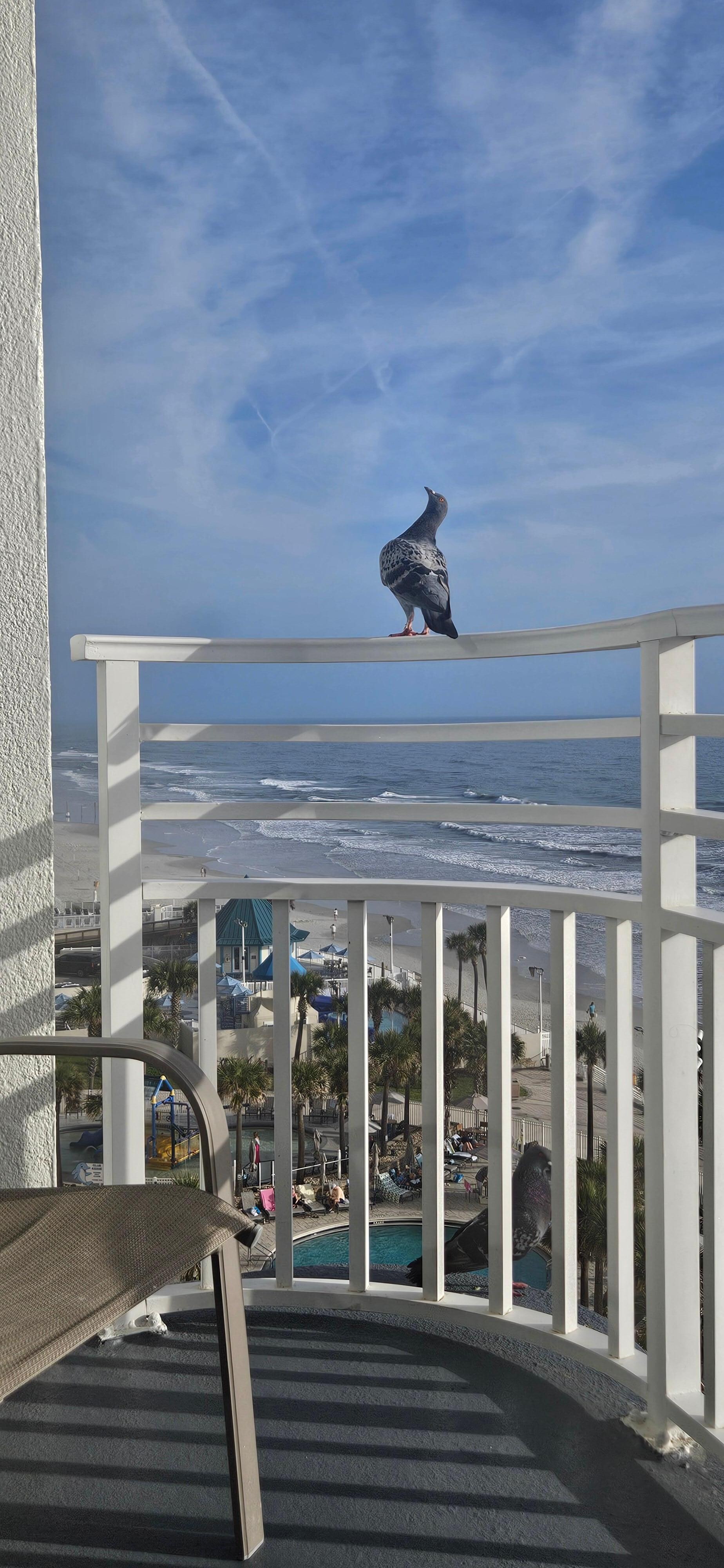 A visit from a little friend while I was reading on the balcony 