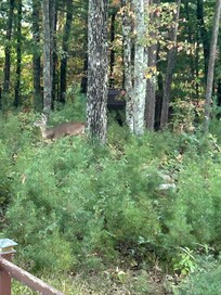 Deer at early morning