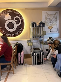 Cat cafe