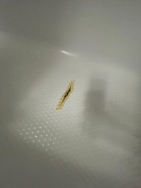 Stains in the tub